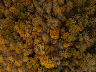 Wald Landschaft von oben im Herbst in Aveyron Frankreich