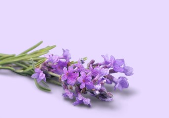 Fresh beautiful aroma Lavender flowers