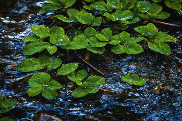 Small river (stream) in the evergreen forest. Crystal clear water, rocks, moss, fern, plants close-up. Natural textures. Atmospheric landscape. Pure nature, environment, ecology
