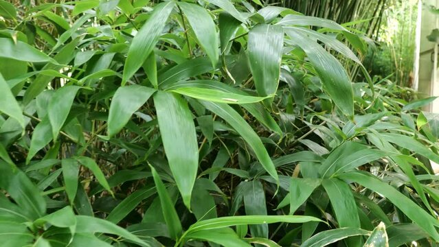 bamboos in a bamboo forest