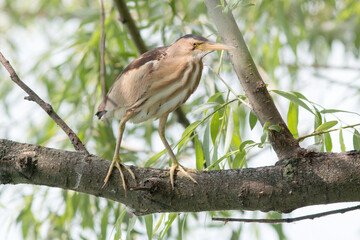 bird on a branch