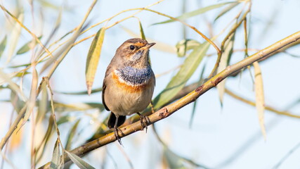 robin on a branch