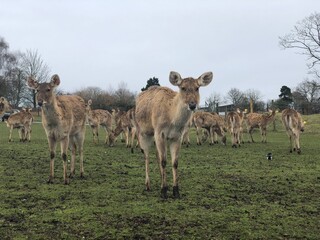 Naklejka na ściany i meble Herd of deer in the field