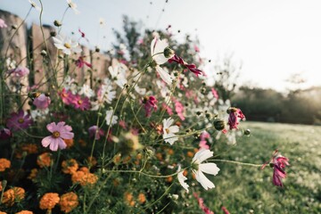 flowers are shown by a wooden fence in the background on a field
