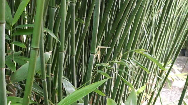 bamboos in a bamboo forest