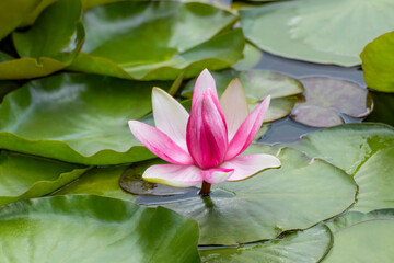 Pink tender water lilly flower close-up. Lotus bloom with green leaves on pond
