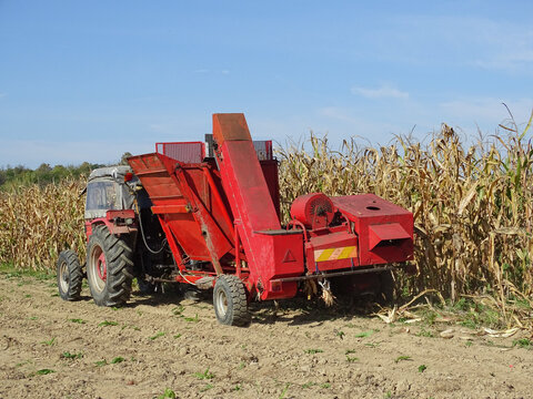 A tractor harvests corn from the field. In Maramures county, Romania. Agriculture concept