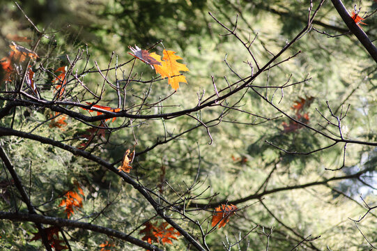 Details of forest elements, gardens with contrast lighting and lots of color. Leaves, mosses, branches and flowers. 