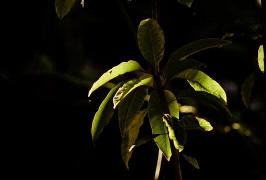 Details of forest elements, gardens with contrast lighting and lots of color. Leaves, mosses, branches and flowers. 
