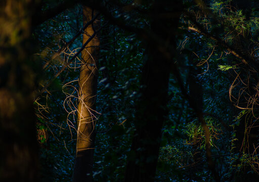 Details of forest elements, gardens with contrast lighting and lots of color. Leaves, mosses, branches and flowers. 