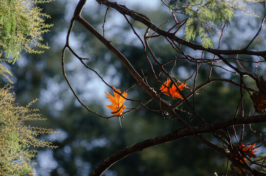 Details of forest elements, gardens with contrast lighting and lots of color. Leaves, mosses, branches and flowers. 