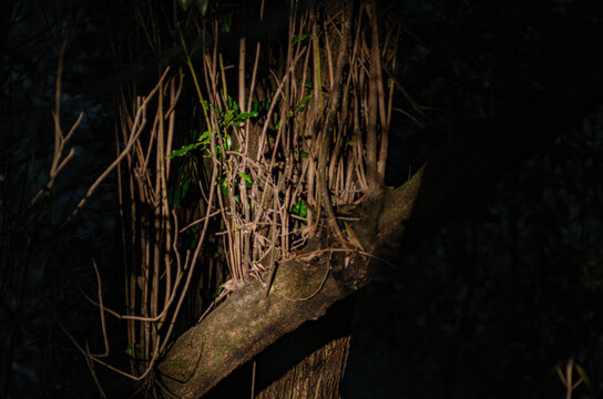 Details of forest elements, gardens with contrast lighting and lots of color. Leaves, mosses, branches and flowers. 