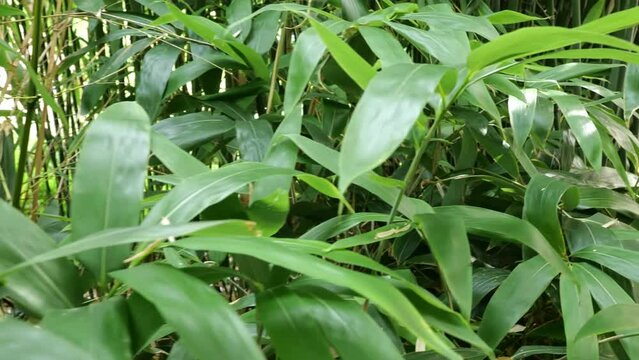 bamboos in a bamboo forest