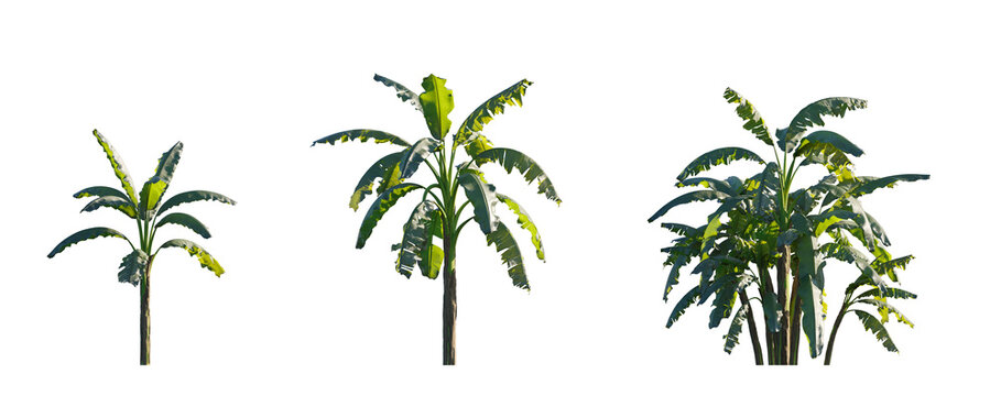 Musa paradisiaca (edible banana), Musa acuminata and Musa balbisiana Plantain Banana herbaceous plant palm isolated png on a transparent background premium cutout