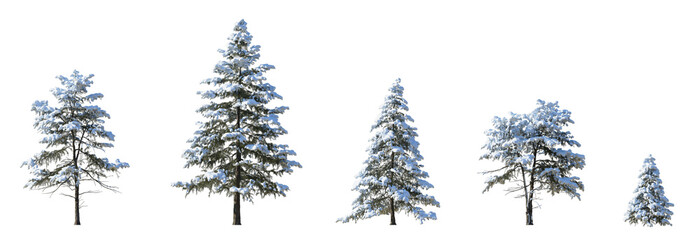 Set of winter picea pungens colorado green spruce with snow evergreen pinaceae needled tree...