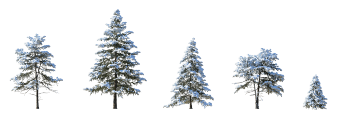 Winter picea pungens colorado green spruce with snow evergreen pinaceae needled tree isolated png on a transparent background premium cutout