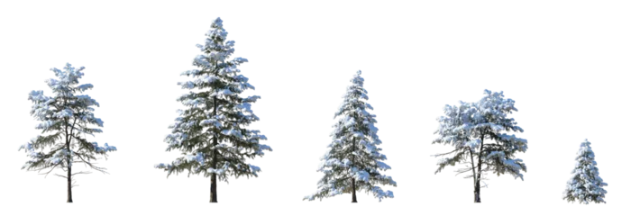Gardinen Set of winter picea pungens colorado green spruce with snow evergreen pinaceae needled tree isolated png on a transparent background perfectly cutout  © Roman