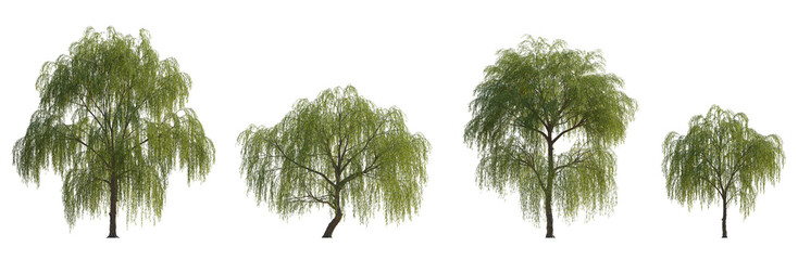 Salix babylonica (Babylon Weeping Willow, Silver Willow) Set of large trees isolated png on a transparent background perfectly cutout
 - obrazy, fototapety, plakaty