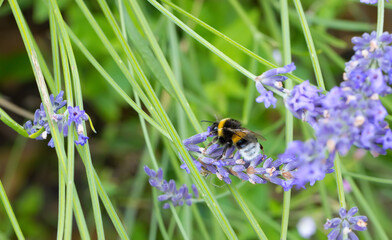 Blooming lavender with bumblebee in a garden