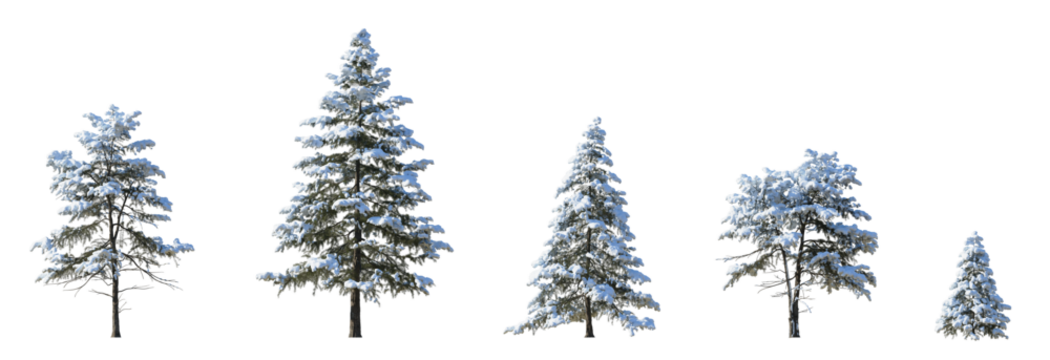 Winter picea pungens colorado green spruce with snow evergreen pinaceae needled tree isolated png on a transparent background premium cutout