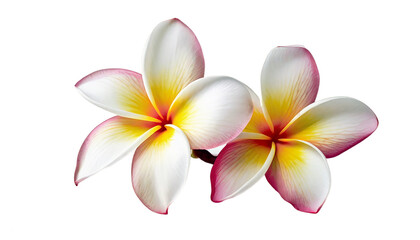 Fototapeta na wymiar Frangipani flower isolated on Transparent Background Png