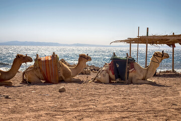 A caravan of camels rests in the desert against the backdrop of the red sea and high mountains.