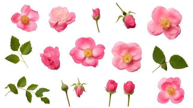 set / collection of beautiful pink wild rose flowers, bud and leaf isolated over a transparent background, cut-out colorful magenta floral or garden design elements, top view / flat lay, PNG