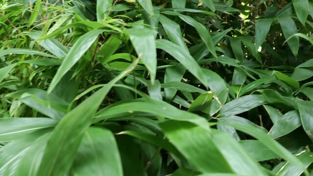 bamboos in a bamboo forest