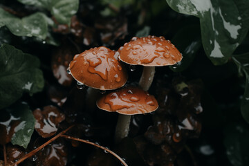 Group of fungi little fresh mushrooms growing in fall rainy forest. Autumn season pick up mushrooms. Mushrooms cut in the woods. Healthy vegetarian food