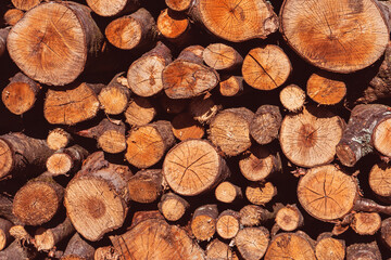 Tree trunks as a background.