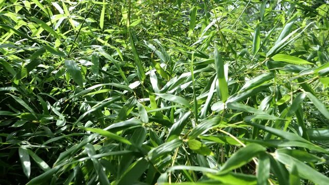 bamboos in a bamboo forest