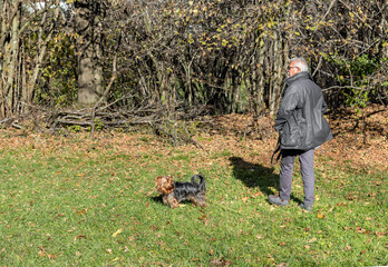 Senior man with Yorkshire Terrier on the lawn