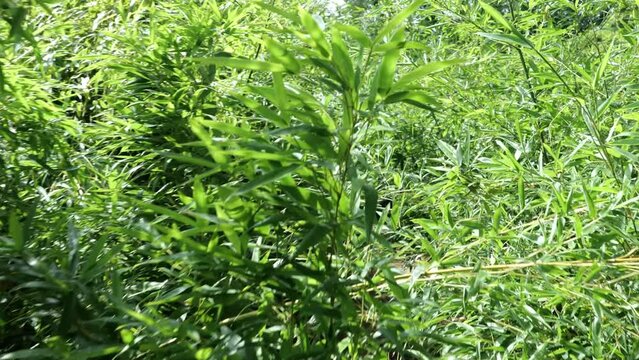 bamboos in a bamboo forest
