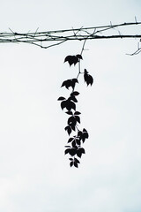 in the city, a plant with large red leaves climbs the wires