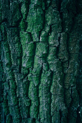 A close up of an old tree bark texture with green moss