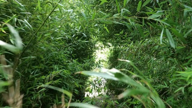 bamboos in a bamboo forest