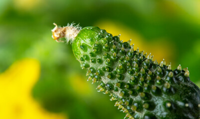 Young flowering cucumber plant with yellow flowers
