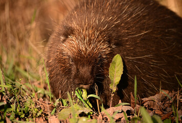 Porcupine grazing at the side of a country road on leafy greens