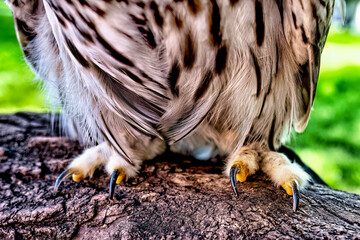 Owl claws taken close up...