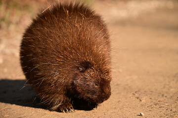 Porcupine wandering along a dirt country road