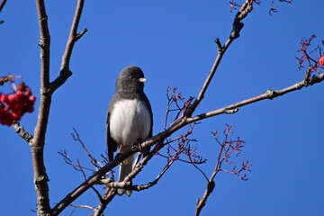 Male Dark-eyed Junco bird sits perched on branch