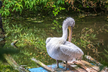 One pelican stands on the shore of the pond at the zoo. Green water in the pond. Close-up