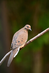 Mourning Dove perched on a branch along the edge of  a forest