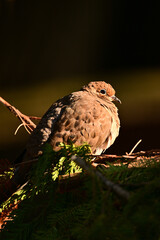 A Mourning Dove bird sits on a branch at dawn with its feather plumage puffed up protecting it from the cold