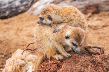 A group of cute meerkats. Meerkat Family are sunbathing.