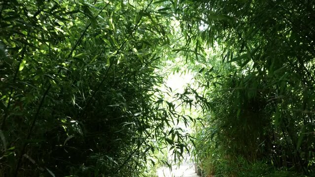 bamboos in a bamboo forest