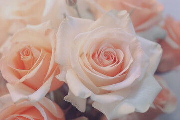 Soft-focus image of delicate peach roses, exuding romance and elegance with their subtle color gradient.