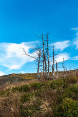 Naklejka premium dry trees on the mountain