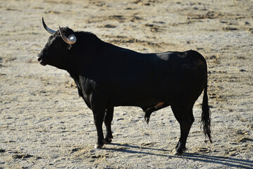 strong bull with big horns in spain on a traditional spectacle of bullfight