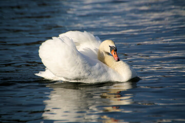 Naklejka premium white swan on the water